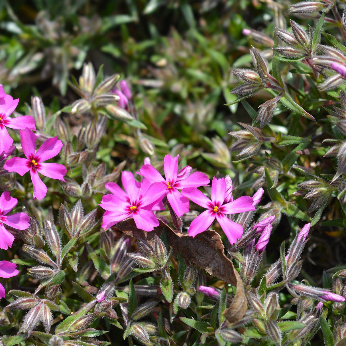 Brumarele Pitice Atropurpurea