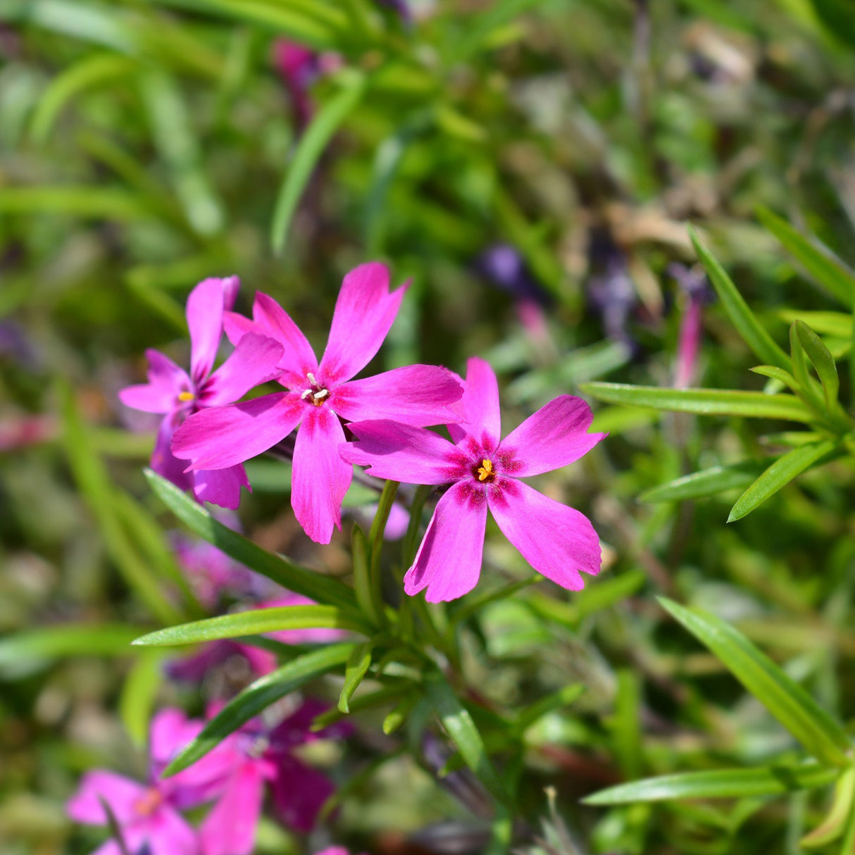 Brumarele Pitice Atropurpurea