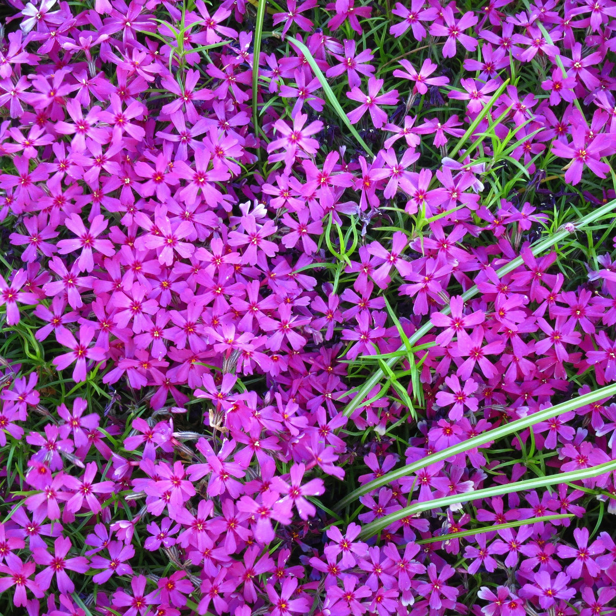 Brumarele Pitice Atropurpurea