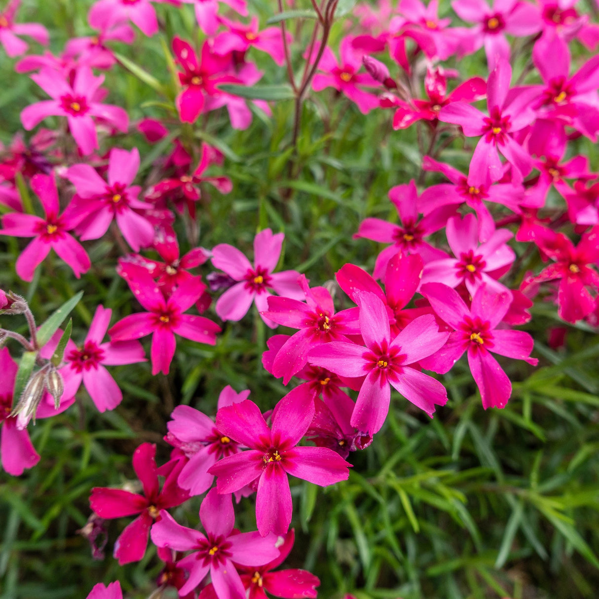 Brumarele Pitice Atropurpurea