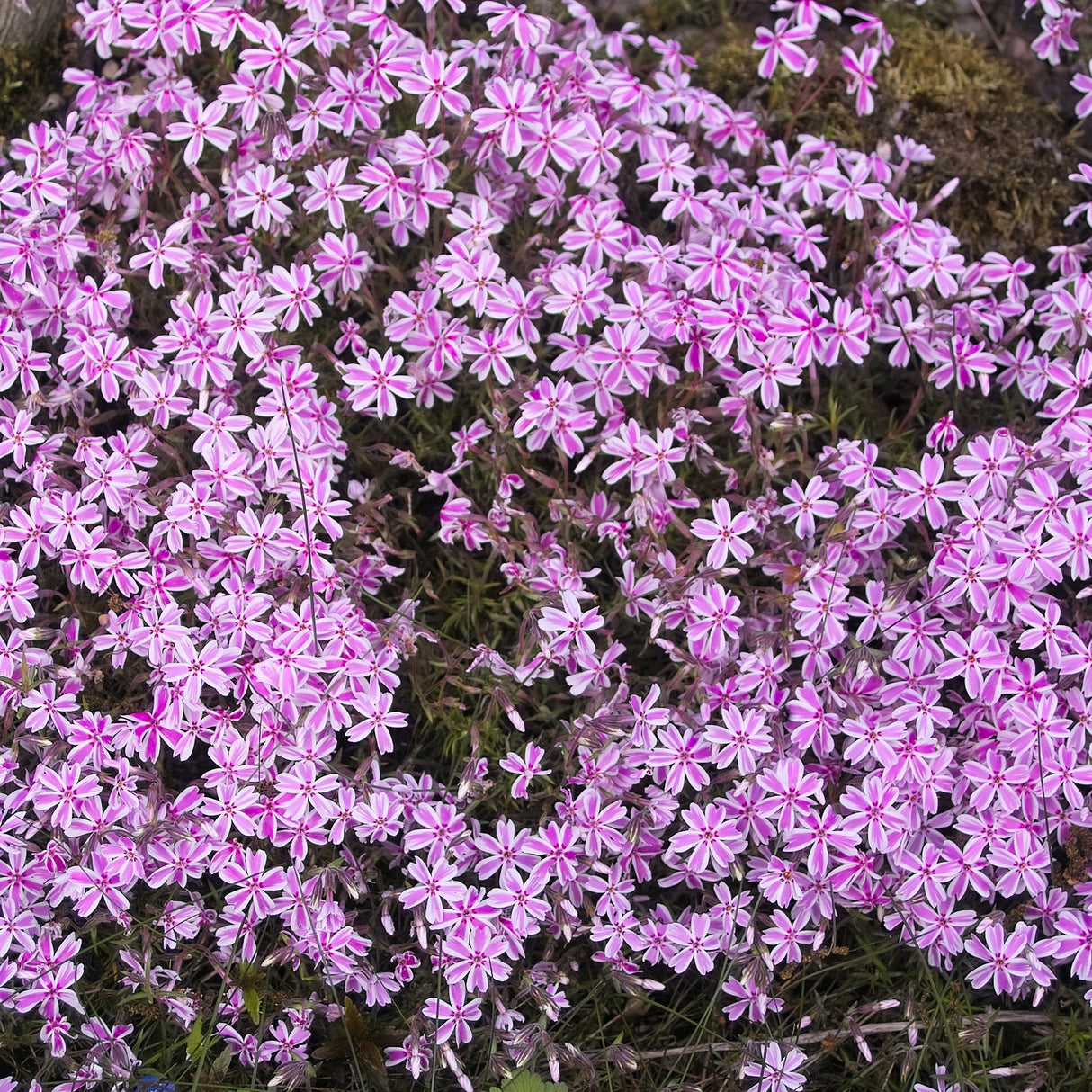 Brumarele Pitice Candy Stripes