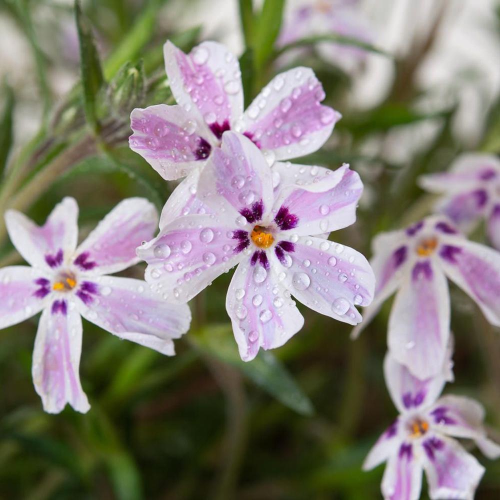 Brumarele Pitice Candy Stripes