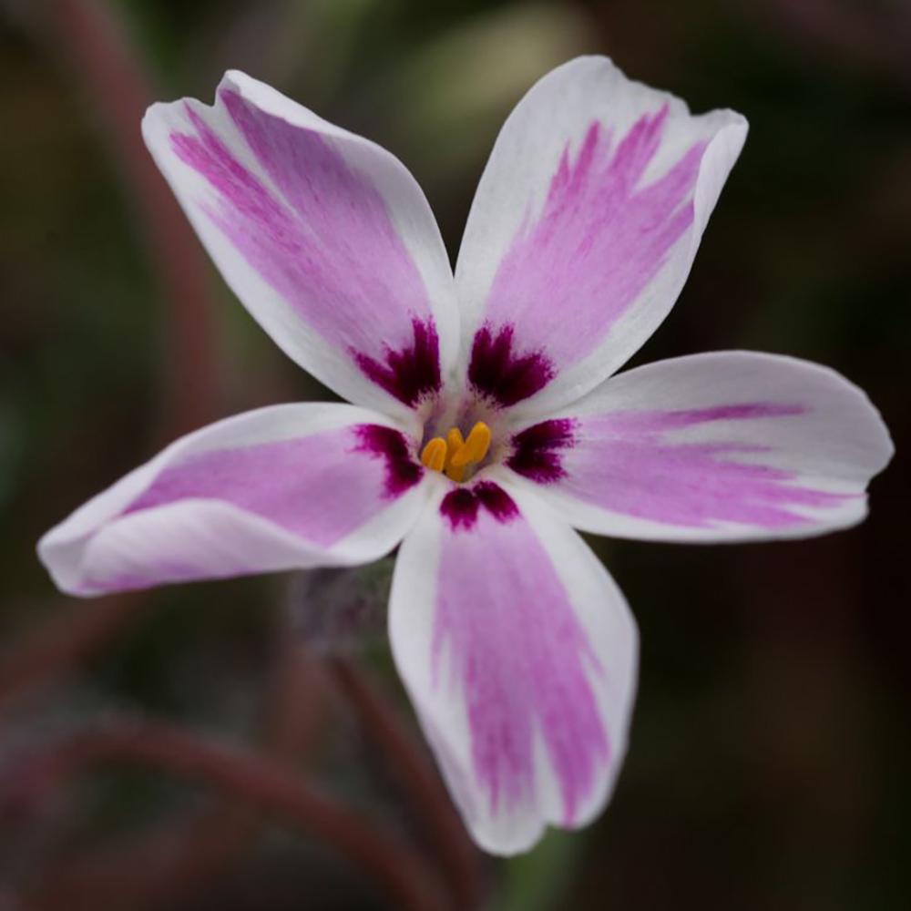 Brumarele Pitice Candy Stripes