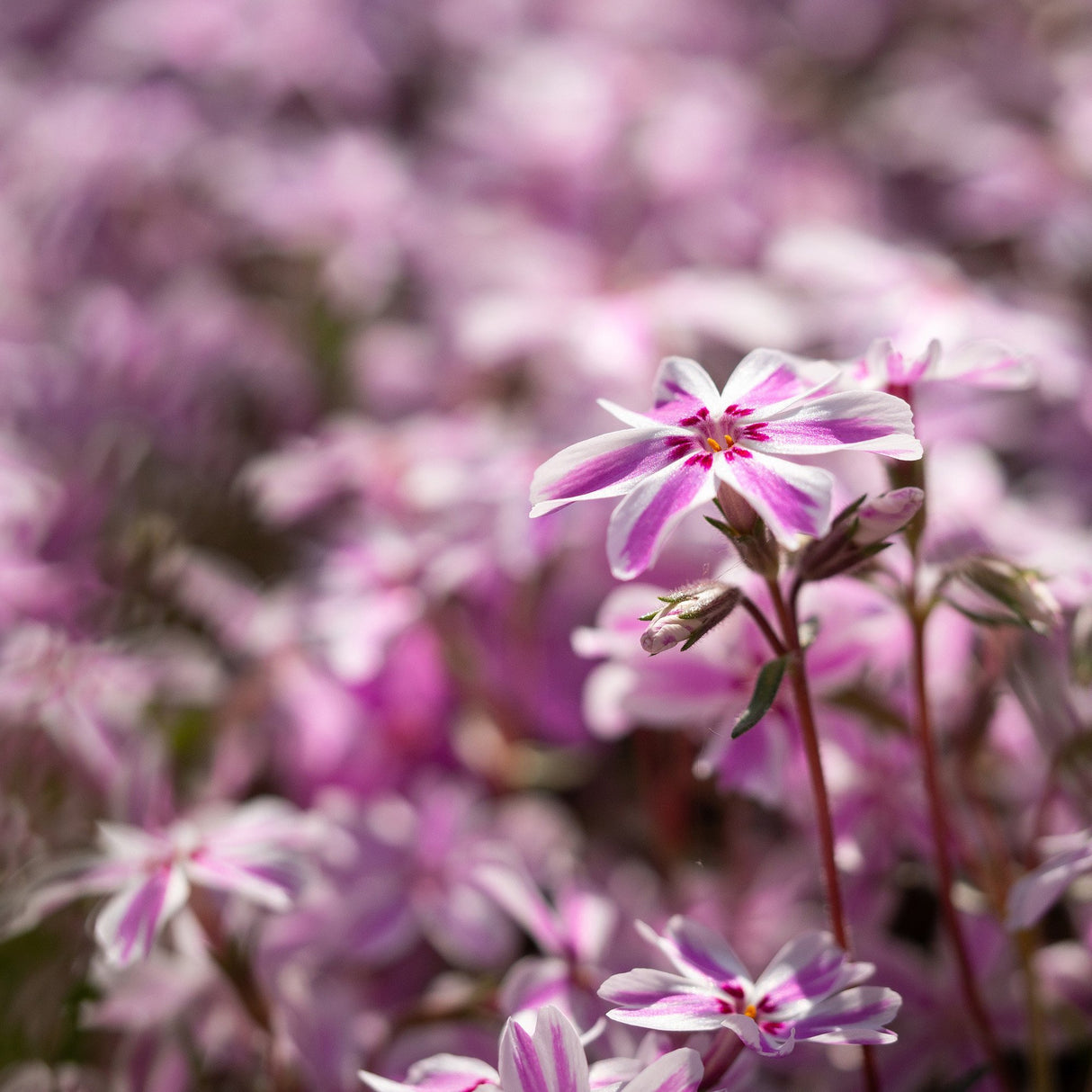 Brumarele Pitice Candy Stripes