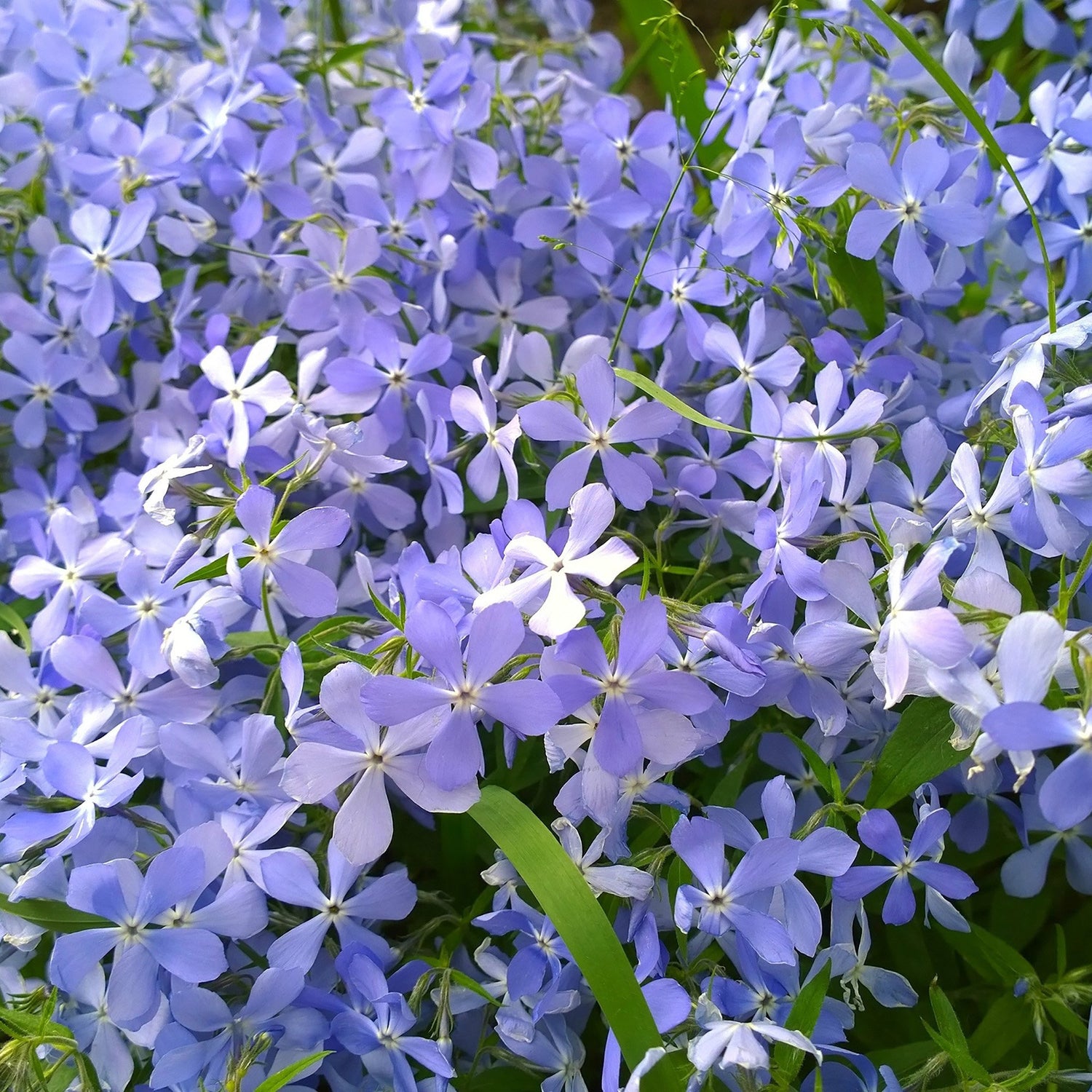 Brumarele Emerald Cushion Blue