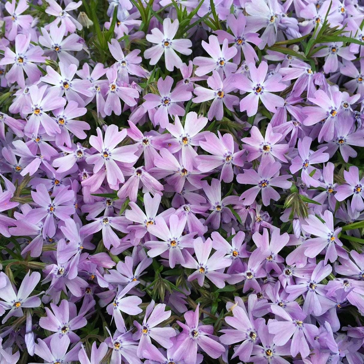 Brumarele Emerald Cushion Blue