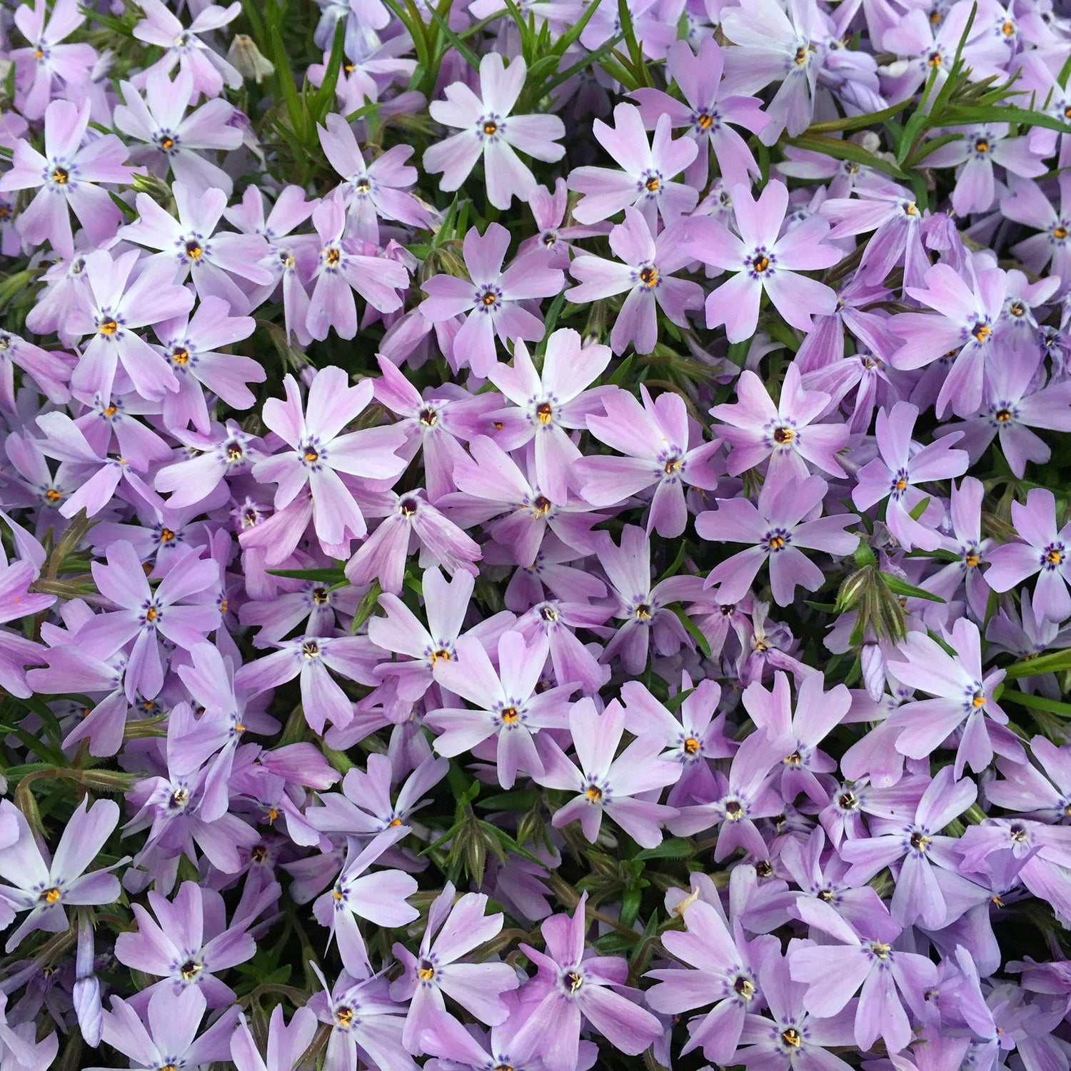 Brumarele Emerald Cushion Blue