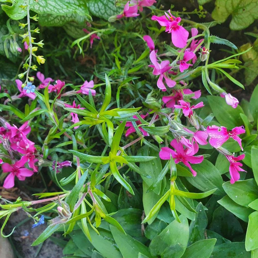 Brumarele Pitice Temiskaming