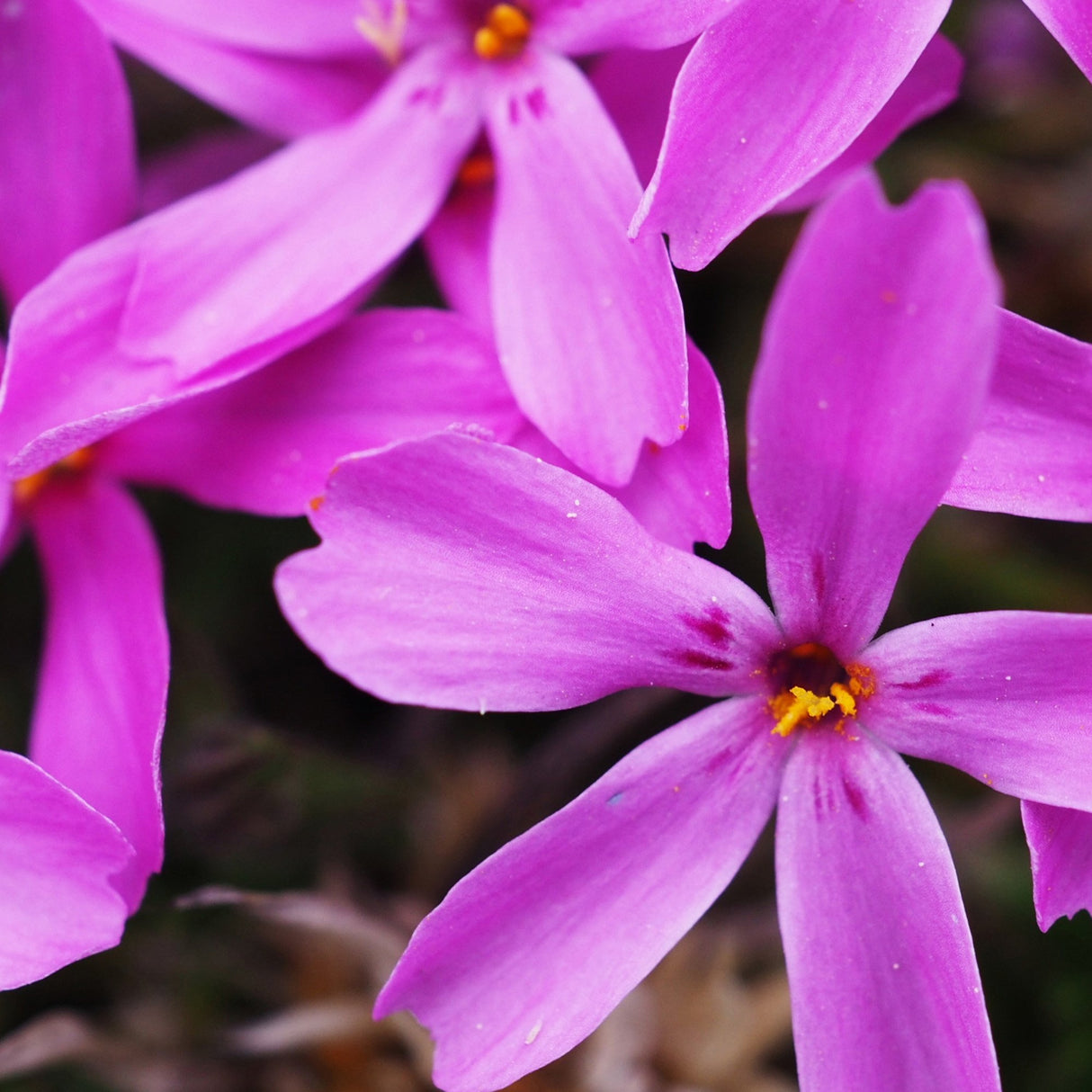 Brumarele Pitice Temiskaming