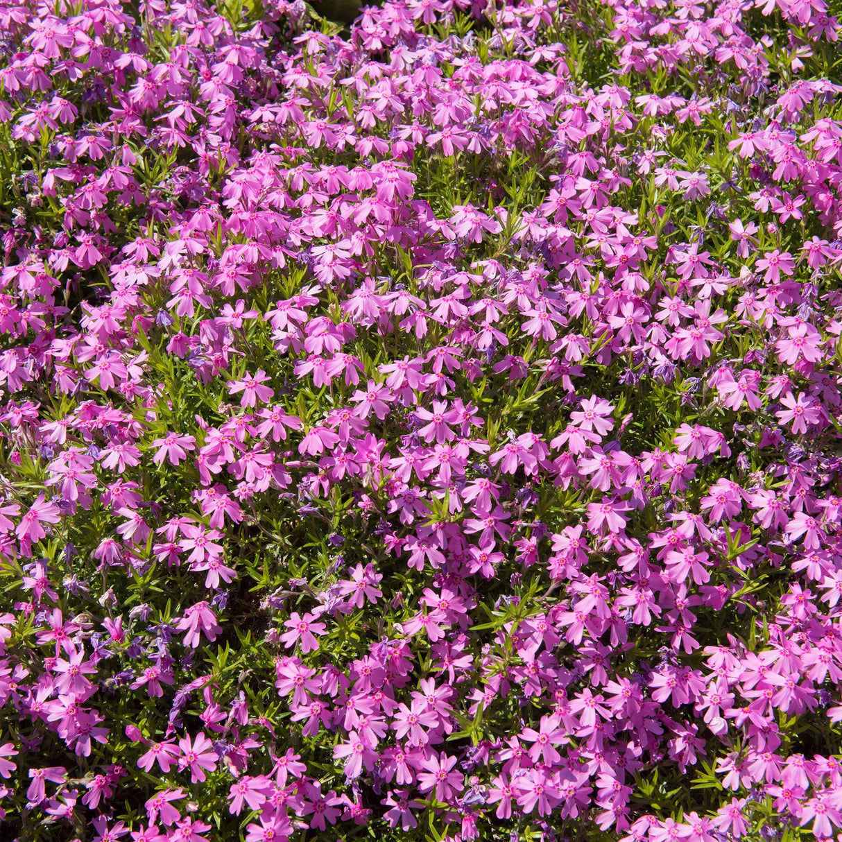 Brumarele Pitice Temiskaming