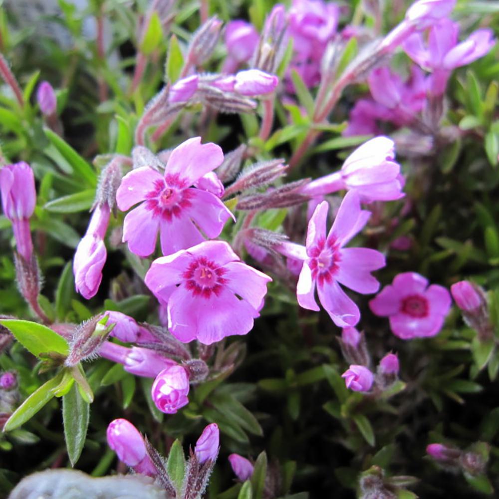 Brumarele Pitice Zwergenteppich