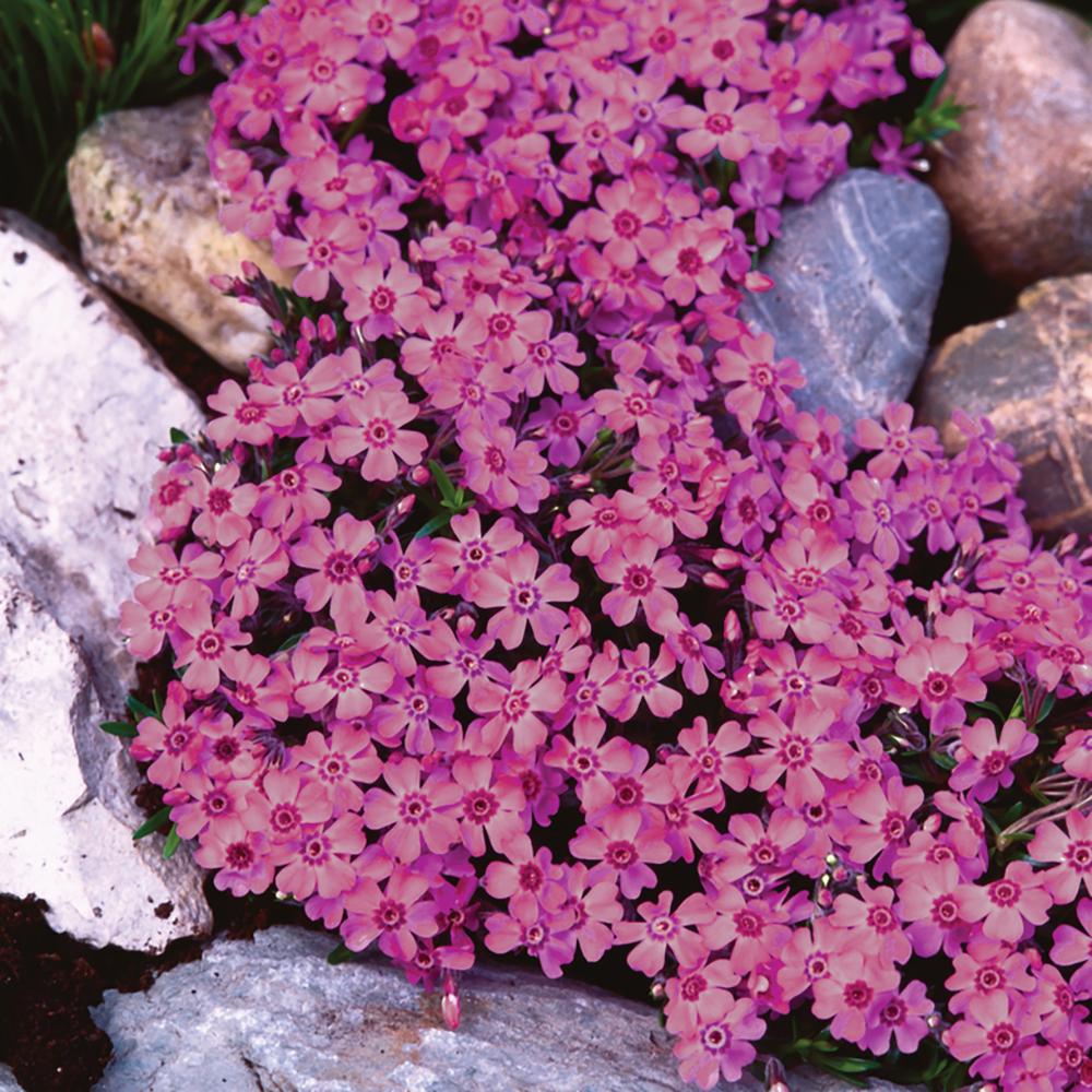 Brumarele Pitice Zwergenteppich