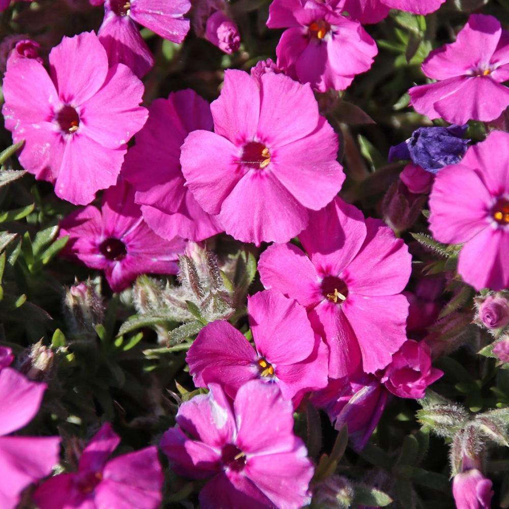 Brumarele Red Admiral