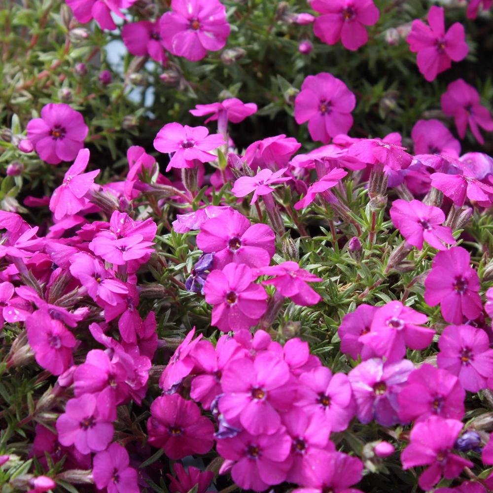 Brumarele Red Admiral