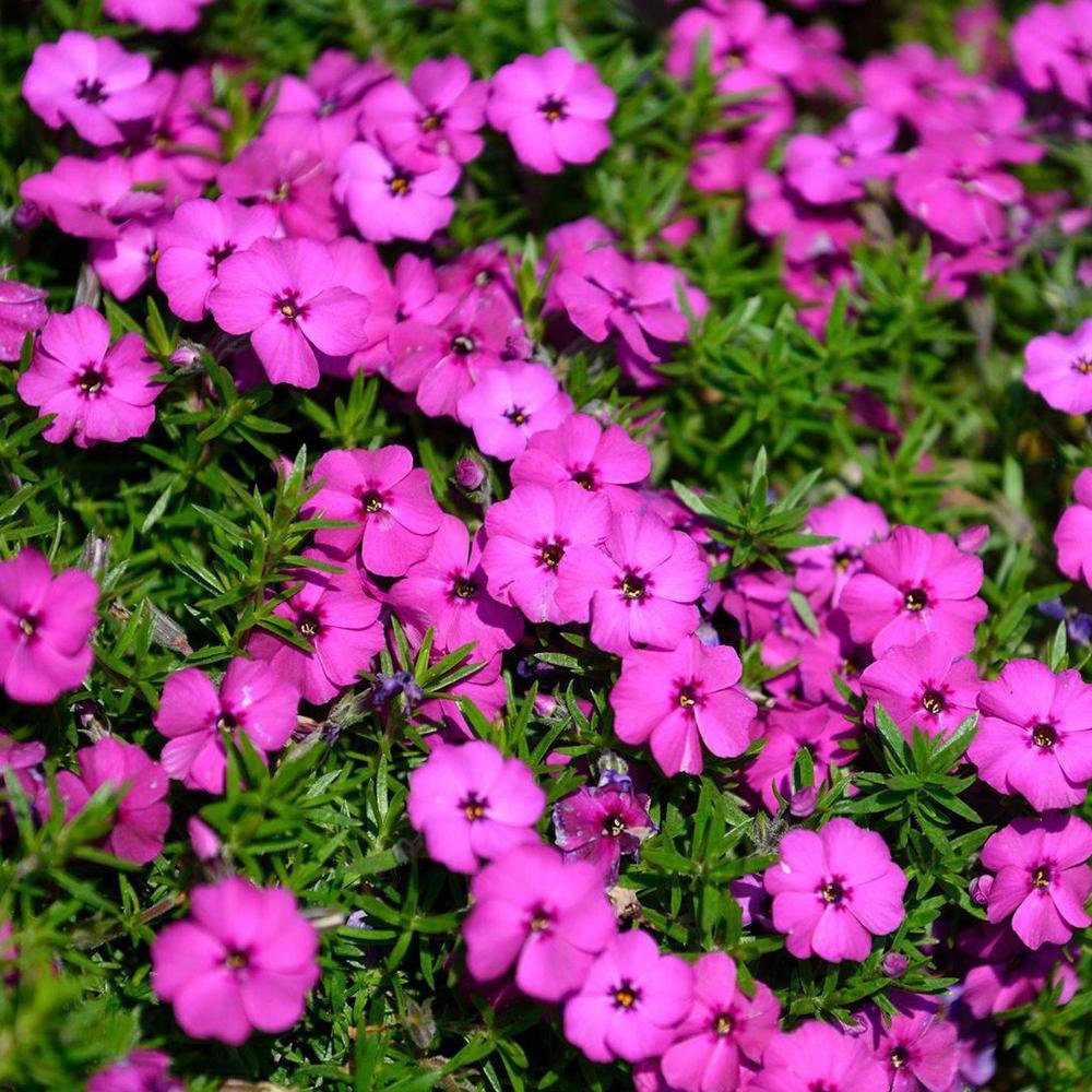 Brumarele Red Admiral