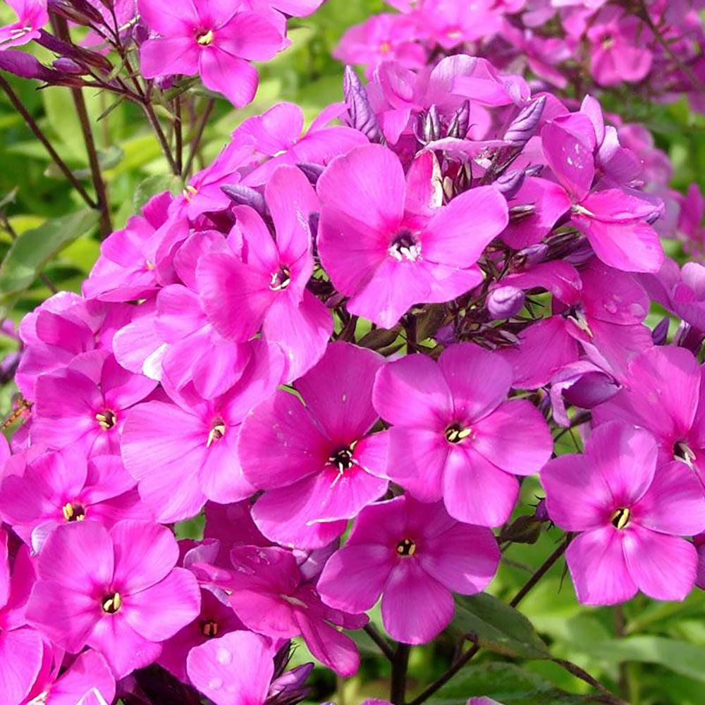 Brumarele Red Admiral