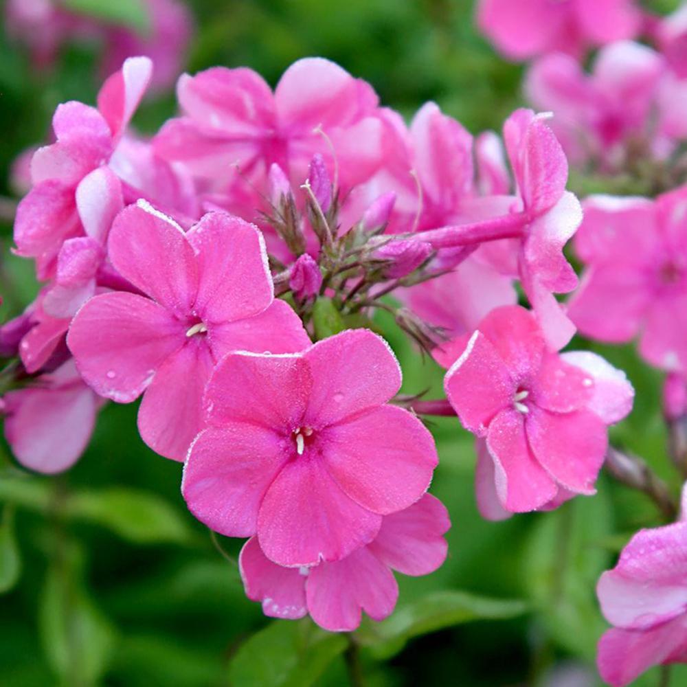 Brumarele Rijnstroom