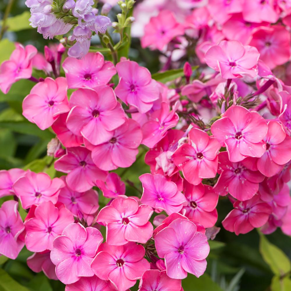 Brumarele Rijnstroom