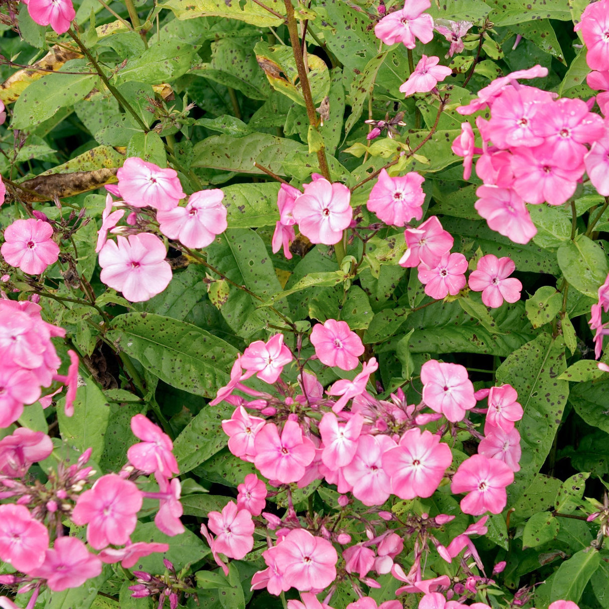 Brumarele Rijnstroom