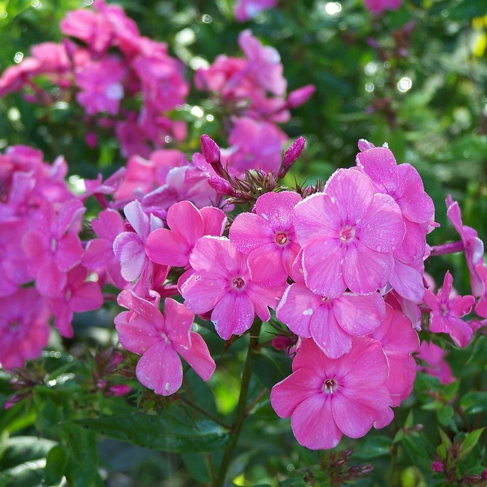 Brumarele Rijnstroom