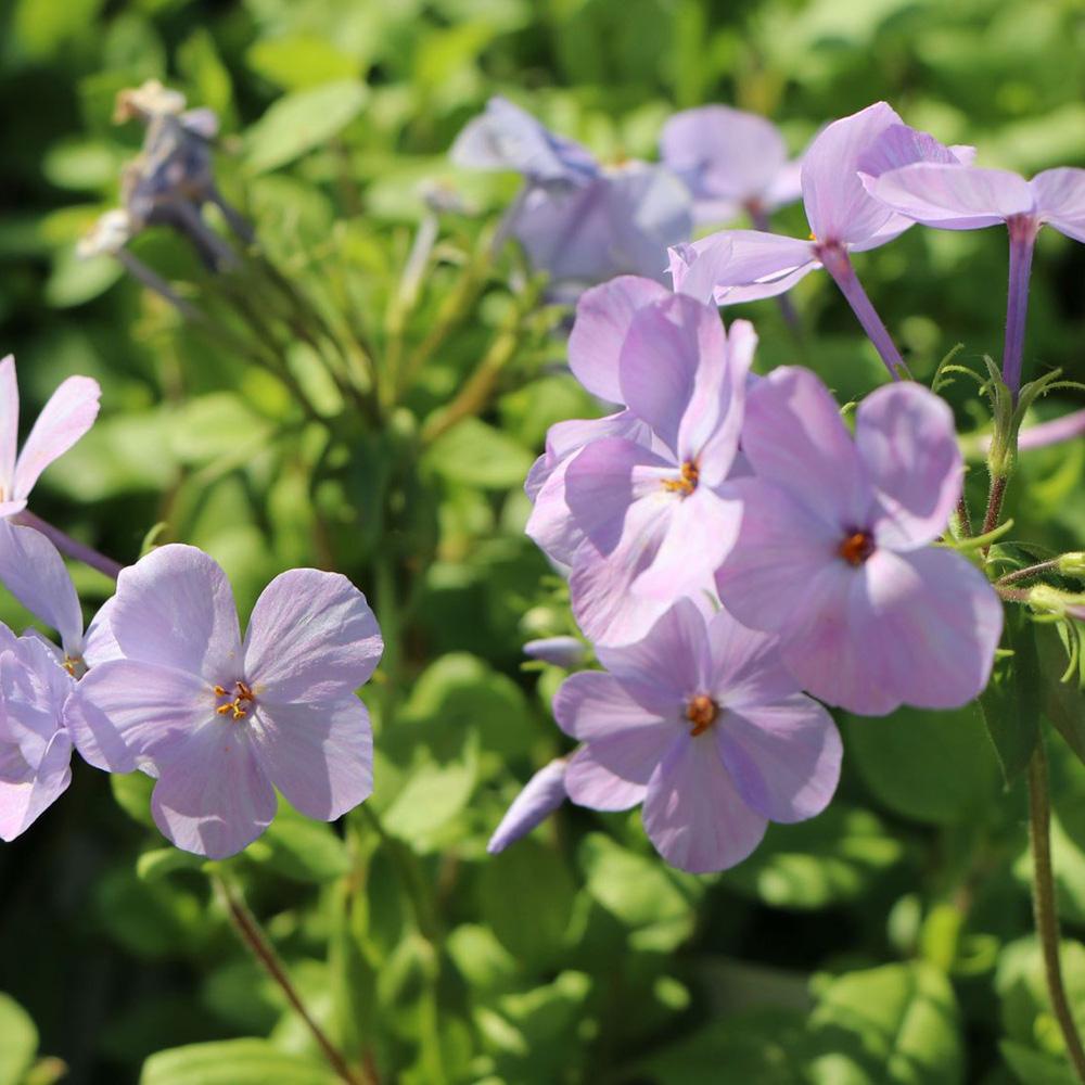 Brumarele Taratoare Blue Ridge