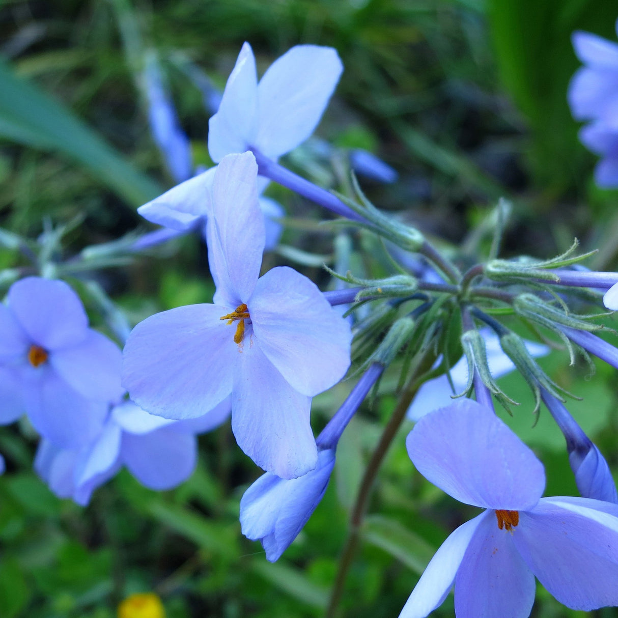 Brumarele Taratoare Blue Ridge