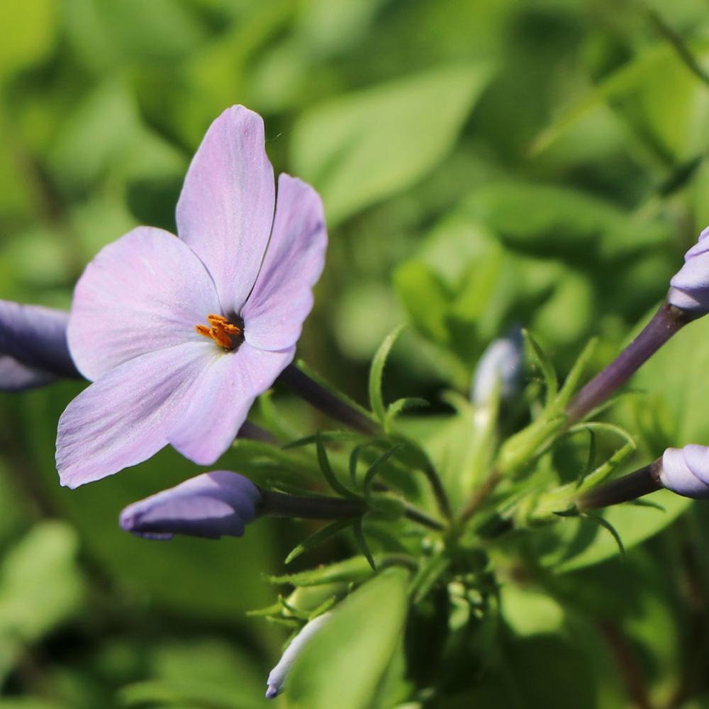 Brumarele Taratoare Blue Ridge