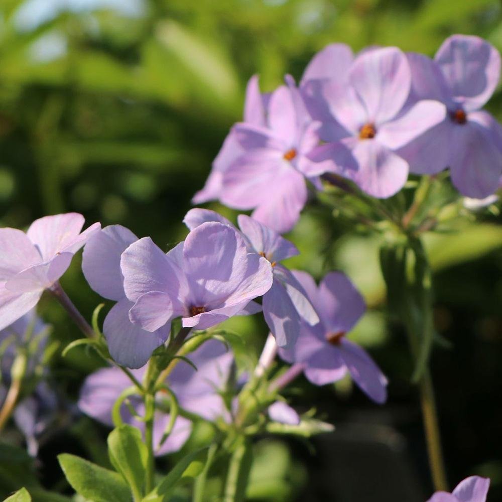 Brumarele Taratoare Blue Ridge