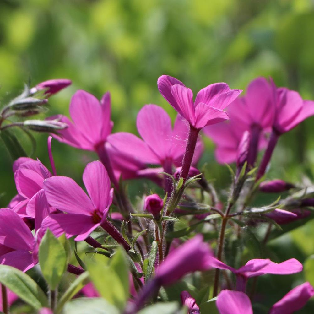 Brumarele Taratoare Home Fires