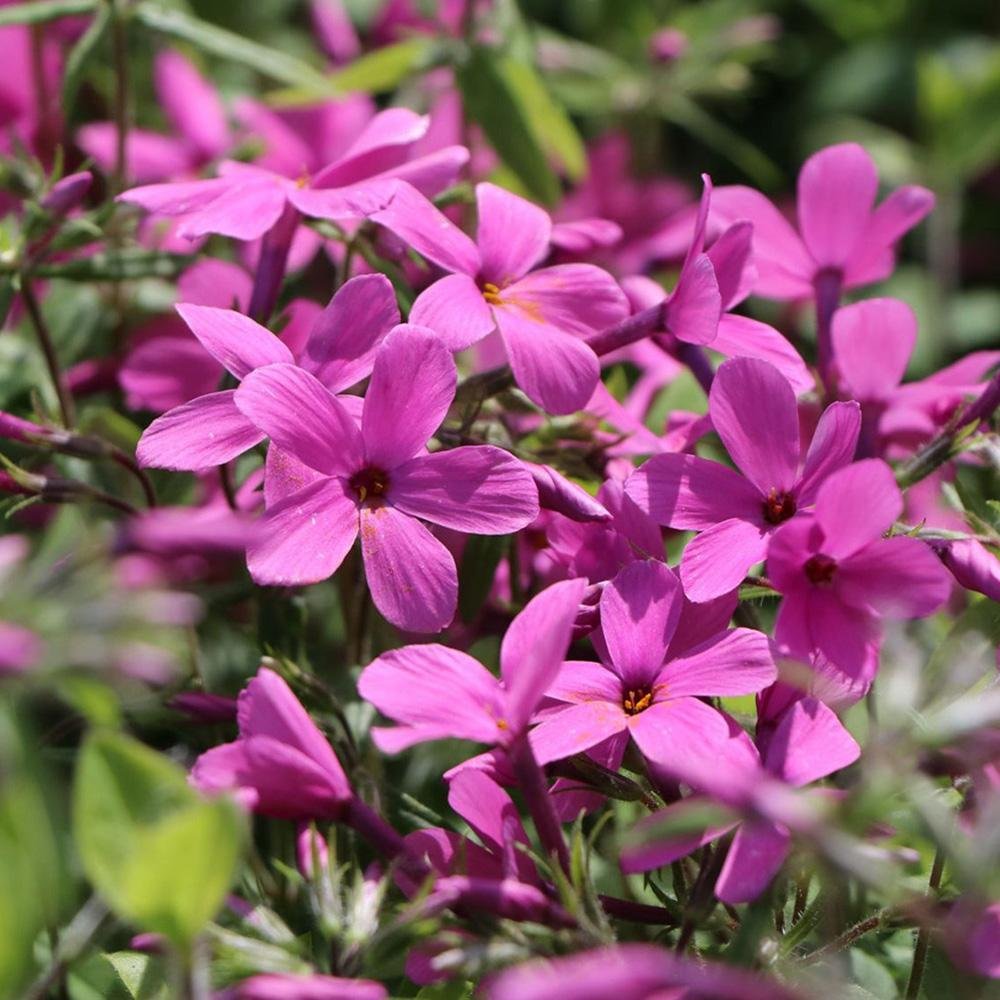 Brumarele Taratoare Home Fires