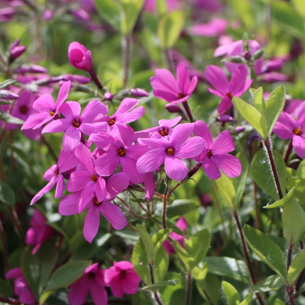 Brumarele Taratoare Home Fires