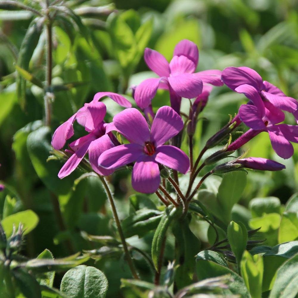 Brumarele Taratoare Home Fires