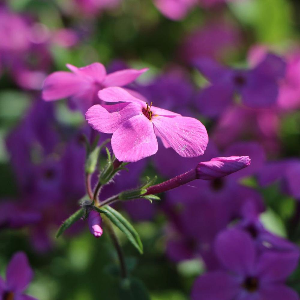 Brumarele Taratoare Home Fires