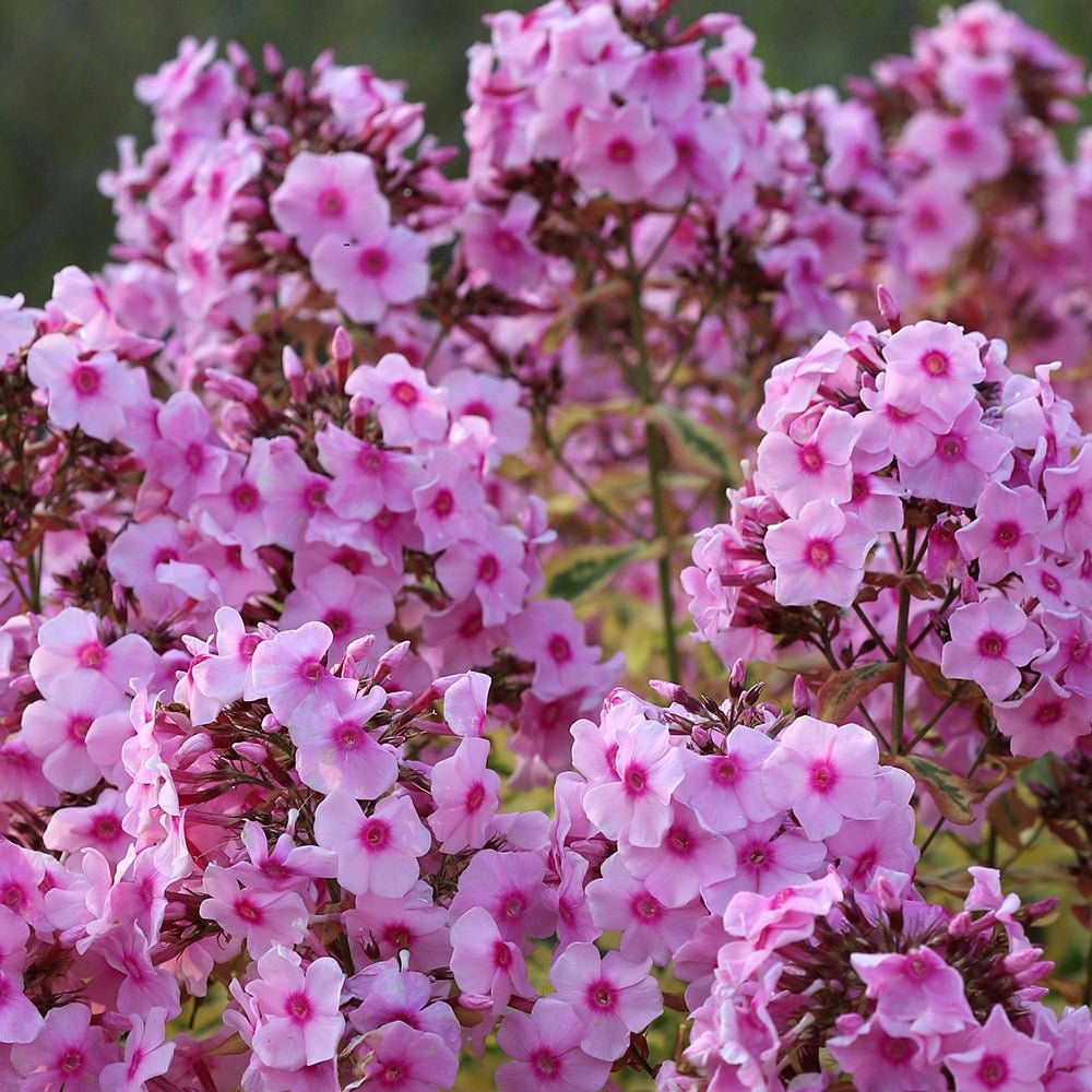 Brumarele Warsaw Sunrise