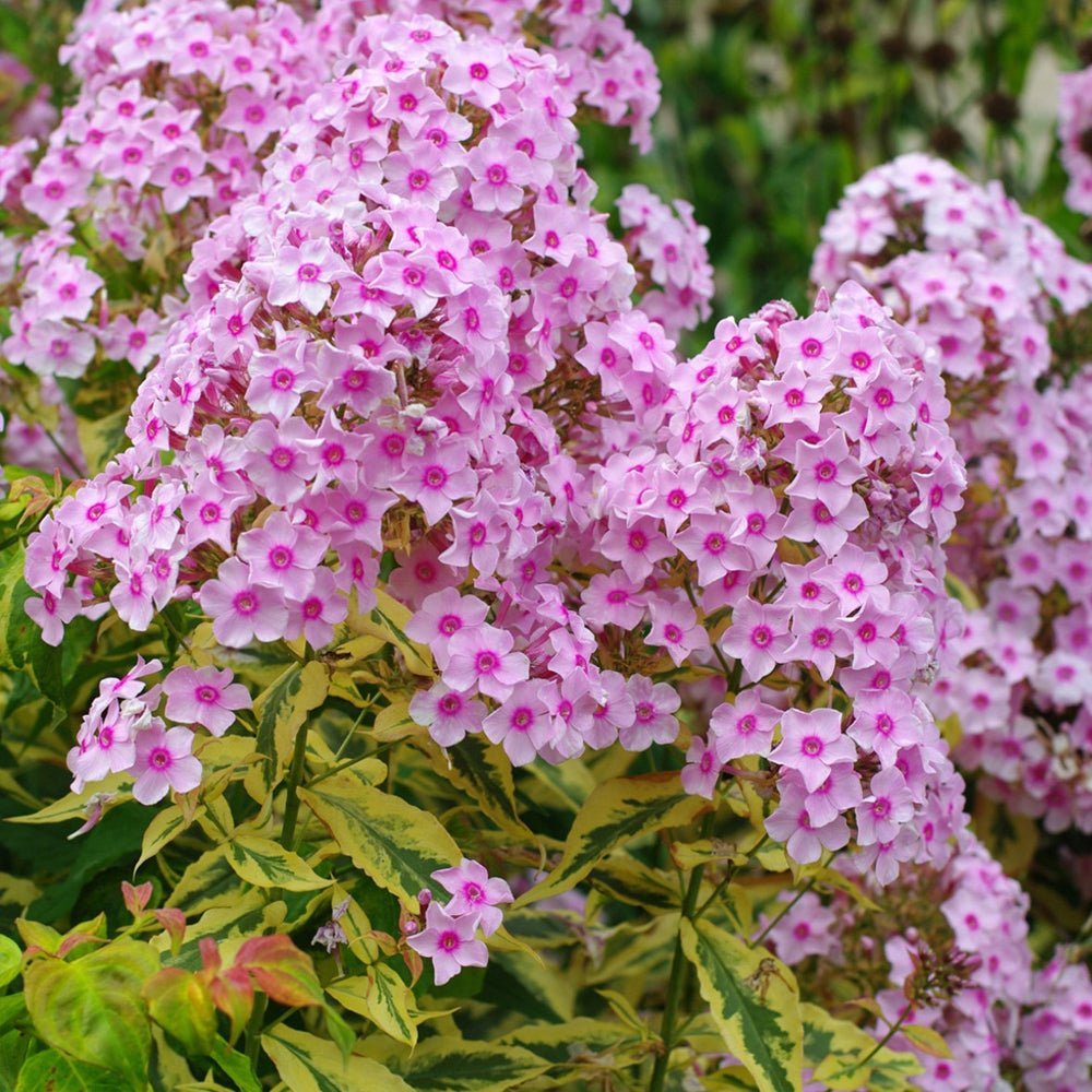 Brumarele Warsaw Sunrise