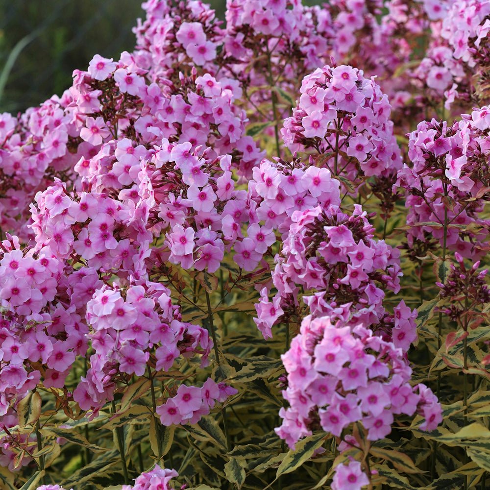 Brumarele Warsaw Sunrise