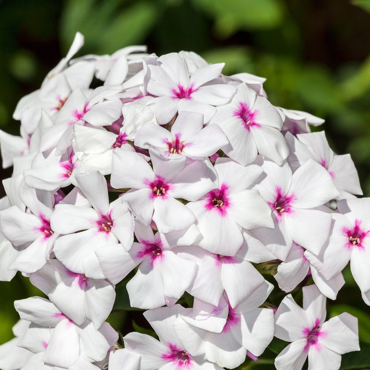 Brumarele White Eye Flame