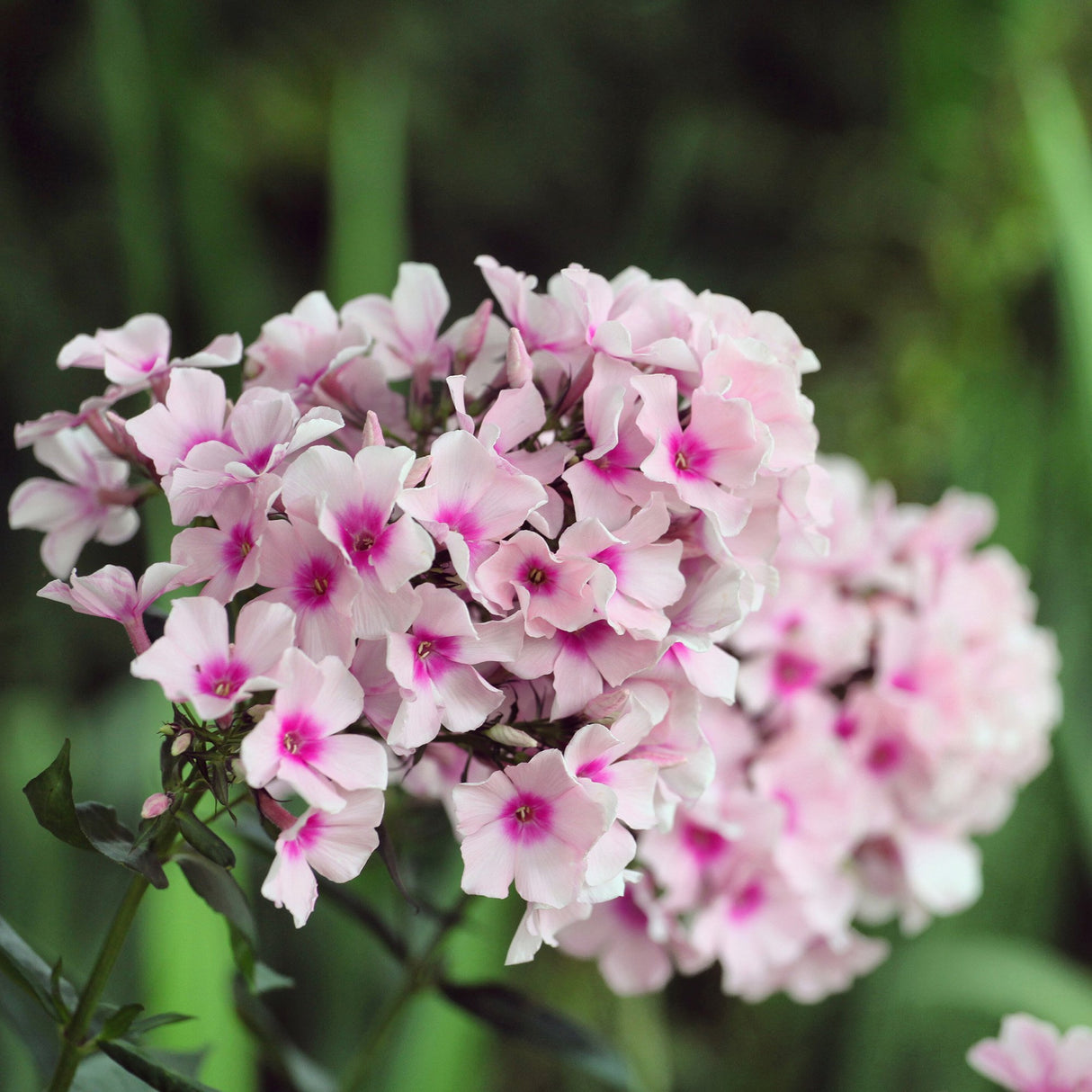 Brumarele White Eye Flame