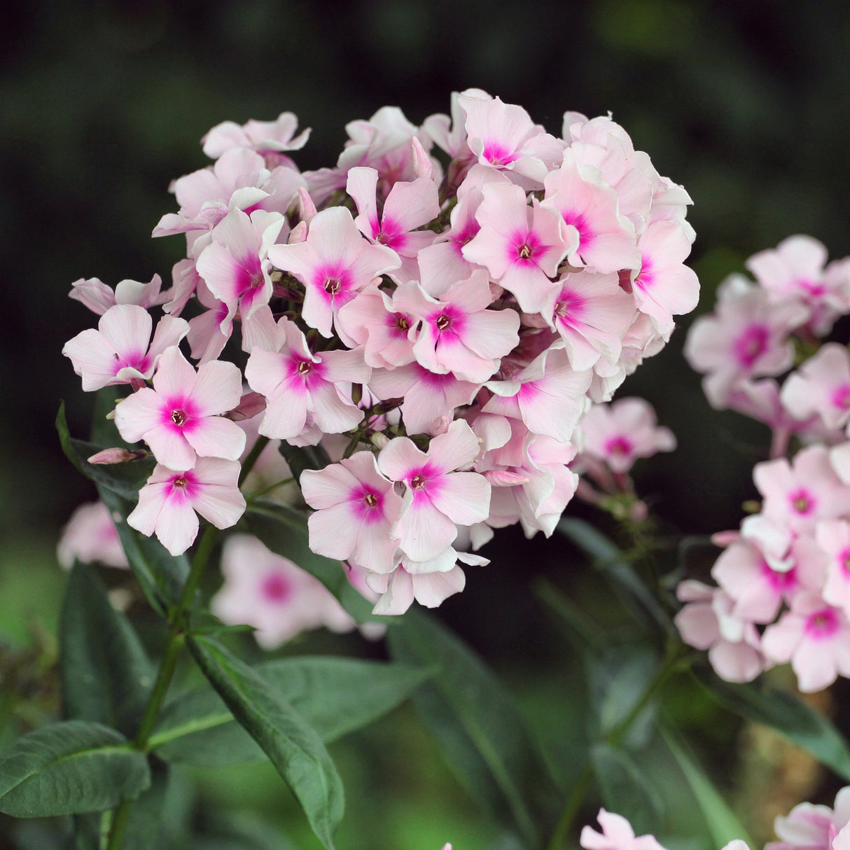 Brumarele White Eye Flame