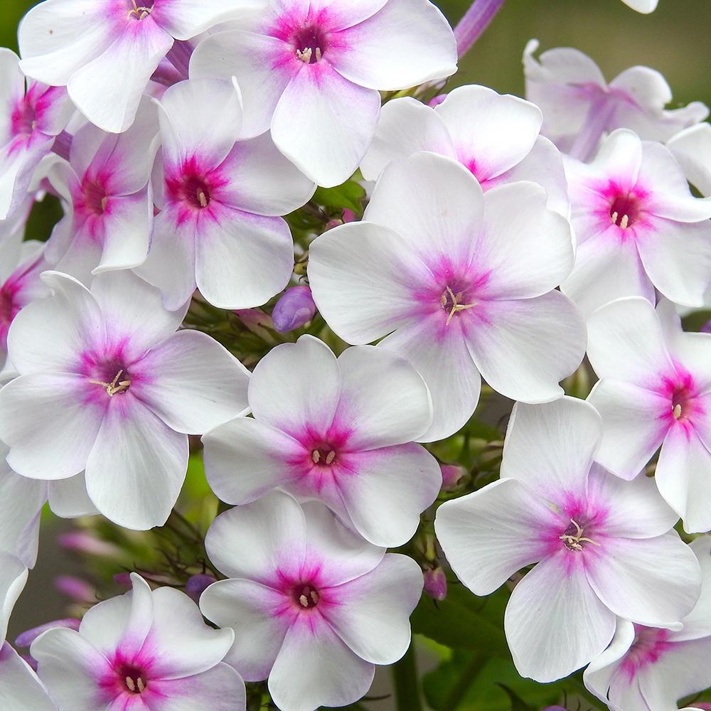 Brumarele White Eye Flame