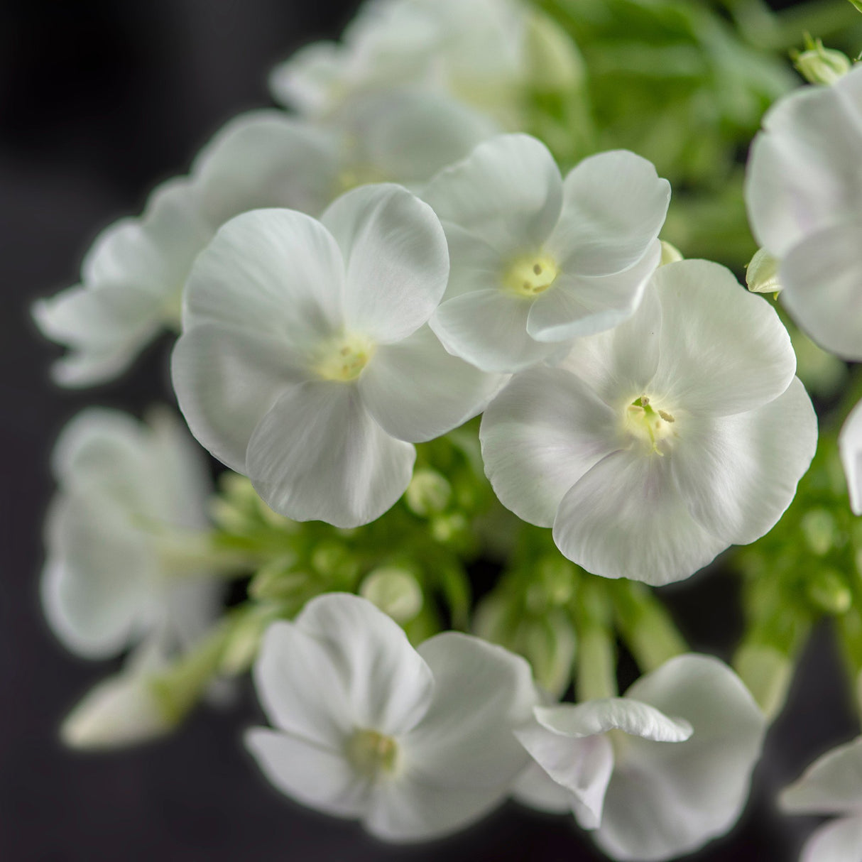 Brumarele White Flame