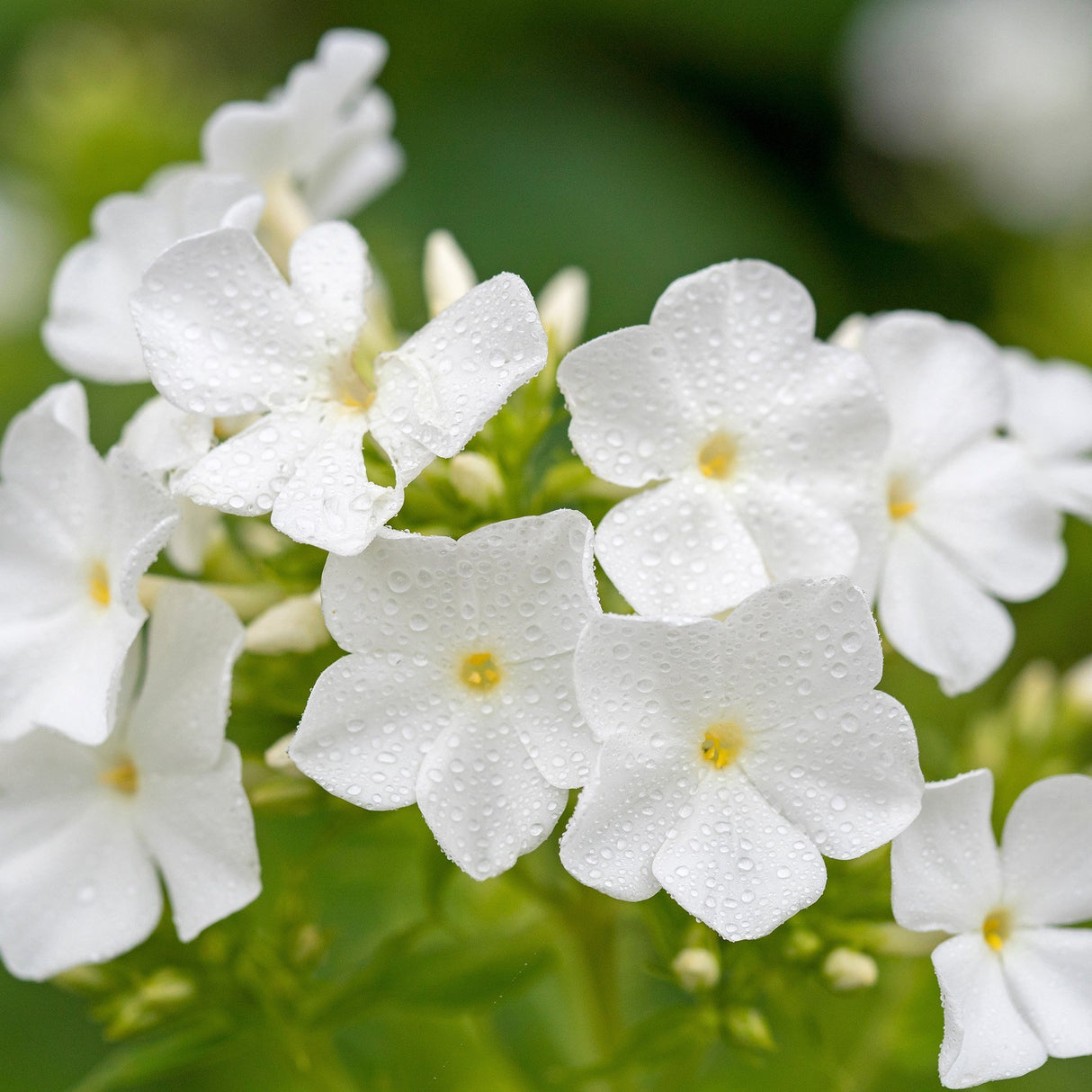 Brumarele White Flame