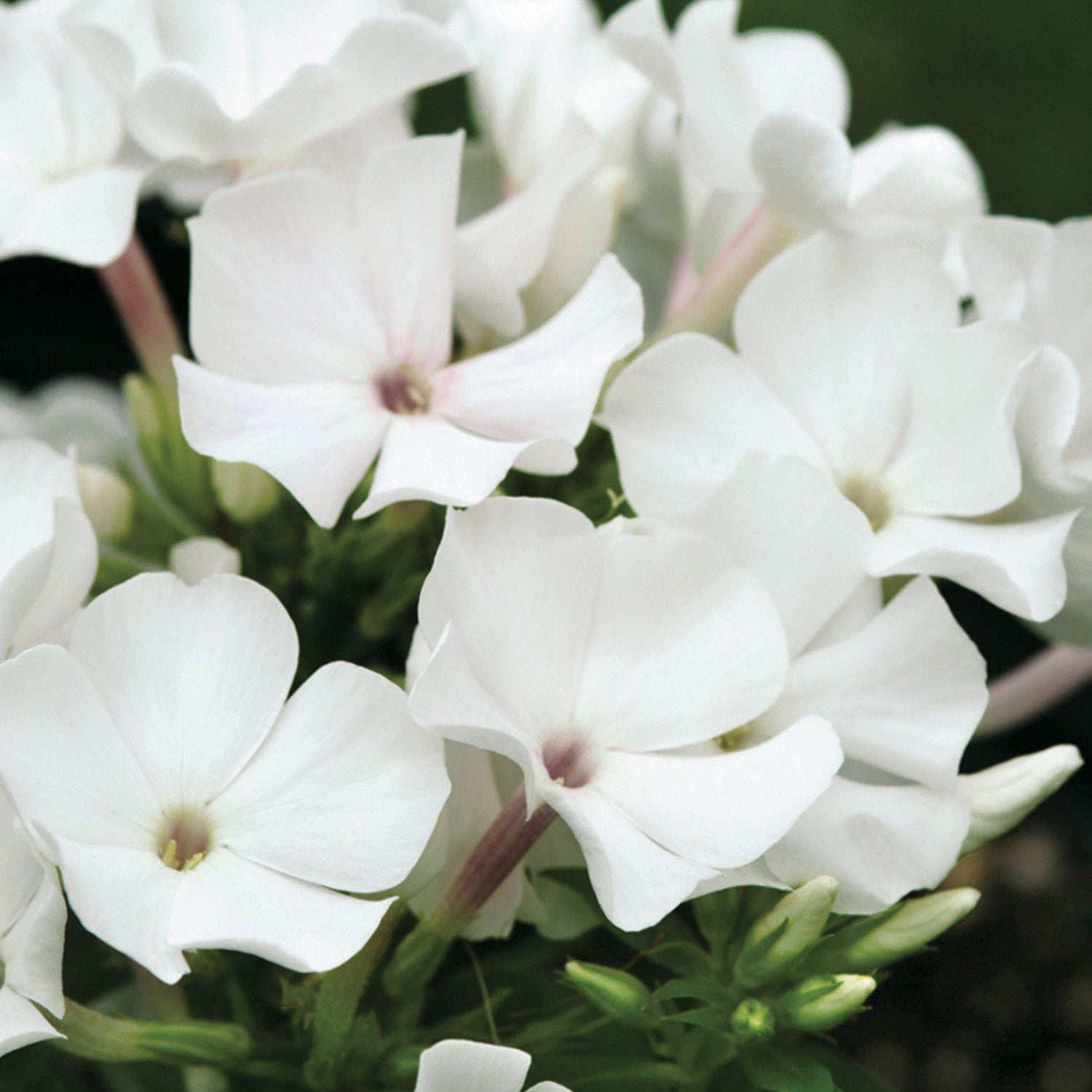 Brumarele White Flame