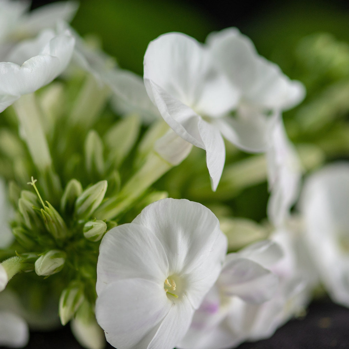 Brumarele White Flame