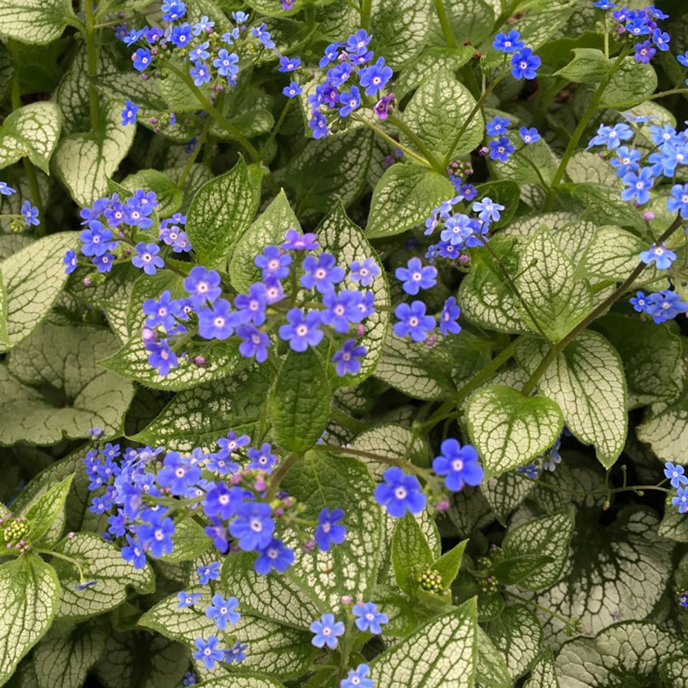 Crin de toamna Brunnera Silver Heart, cu flori albastre