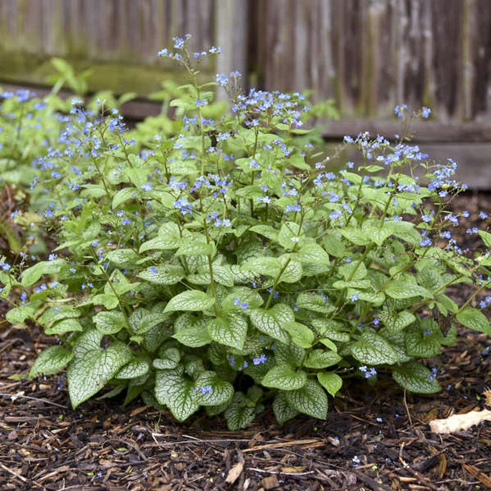 Crin de toamna Brunnera Silver Heart, cu flori albastre