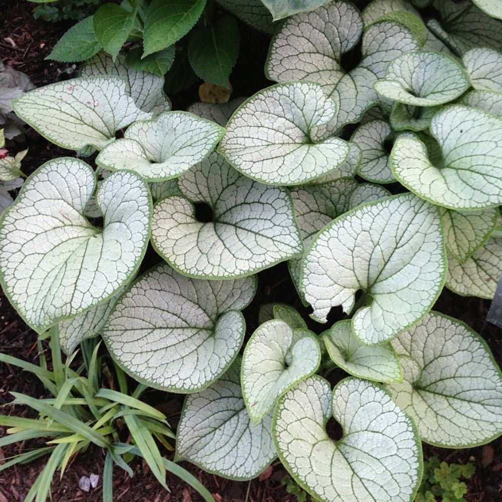 Crin de toamna Brunnera Silver Heart, cu flori albastre