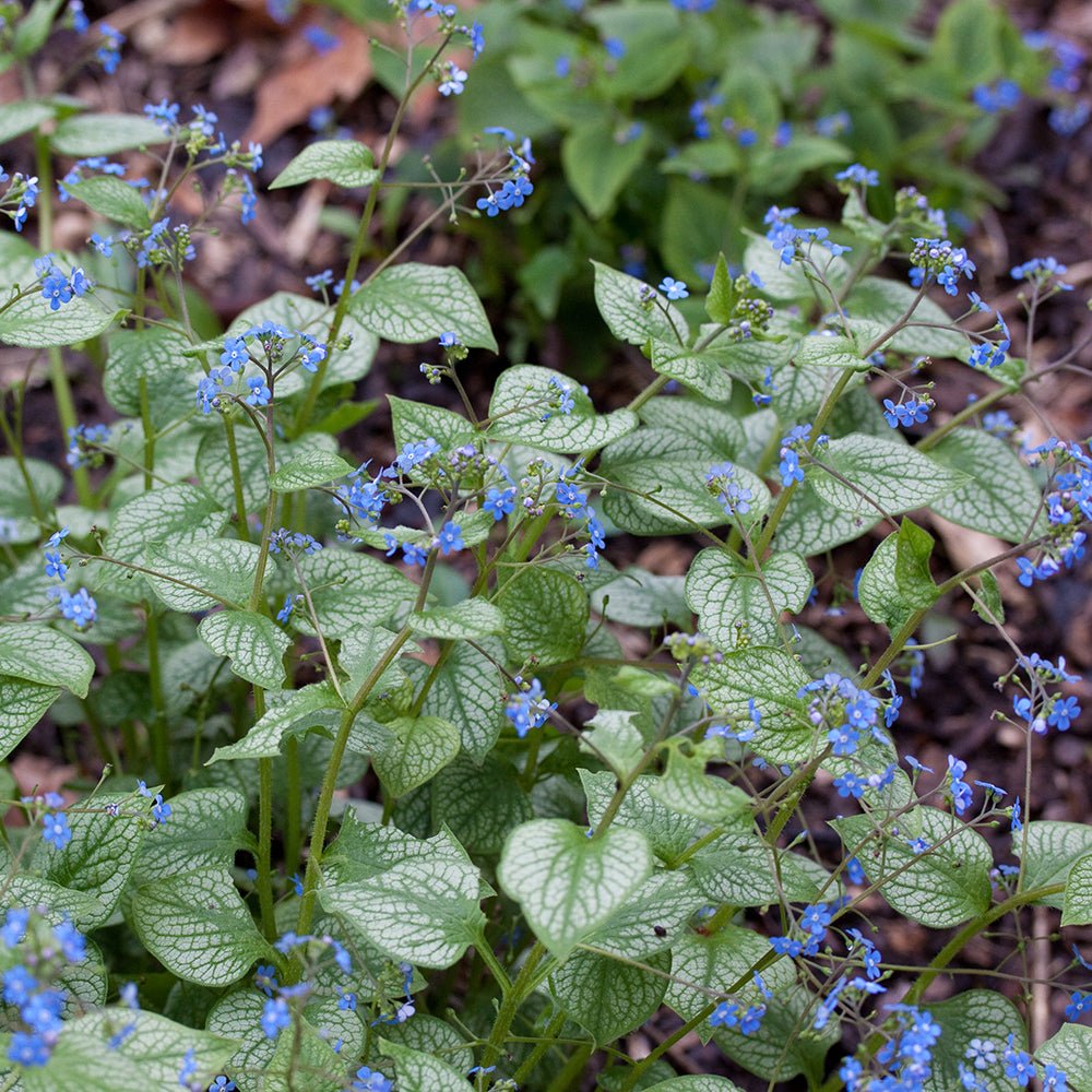 Crin de toamna Brunnera Silver Heart, cu flori albastre