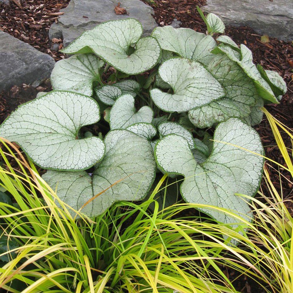Crin de toamna Brunnera Silver Heart, cu flori albastre