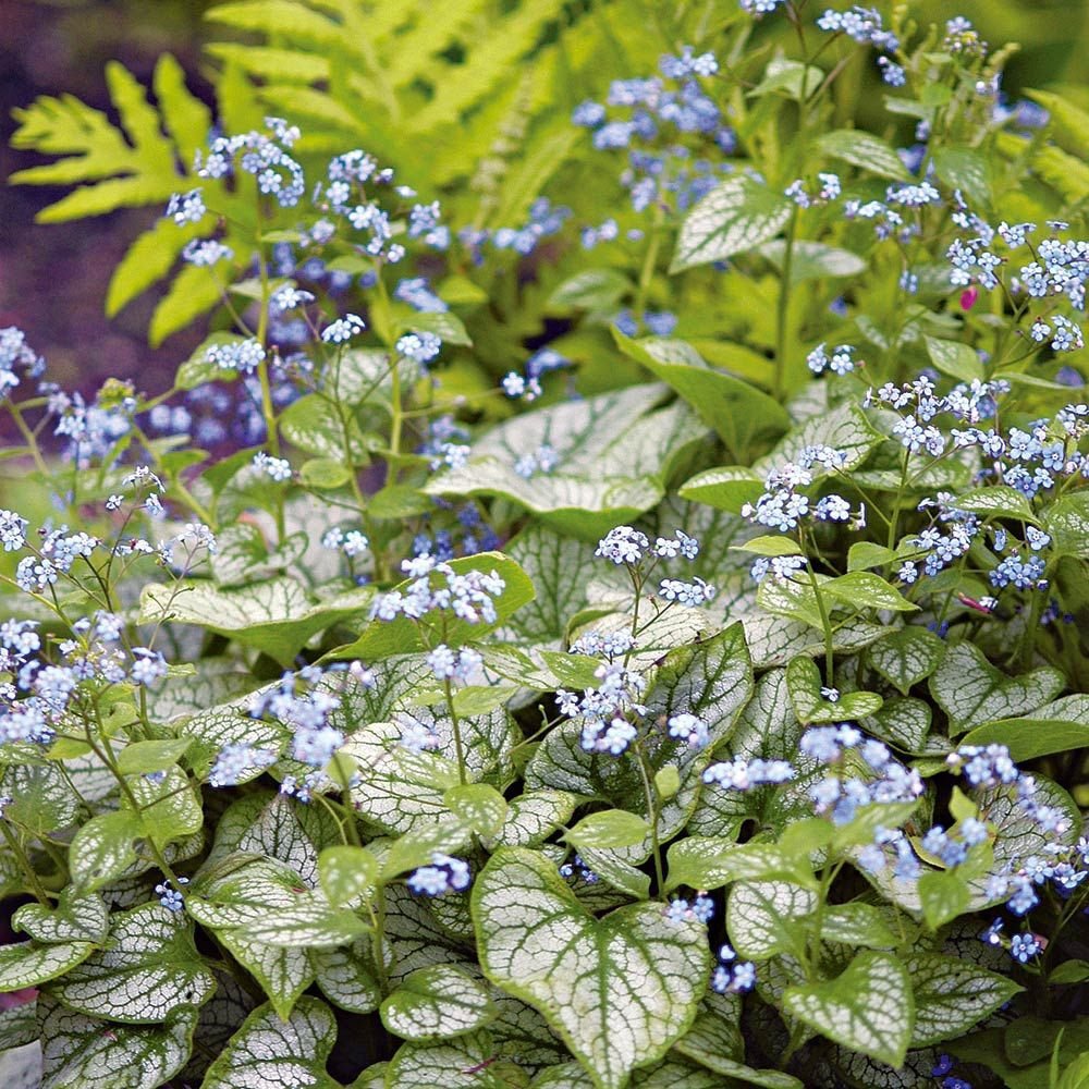 Crin de toamna Brunnera Silver Heart, cu flori albastre